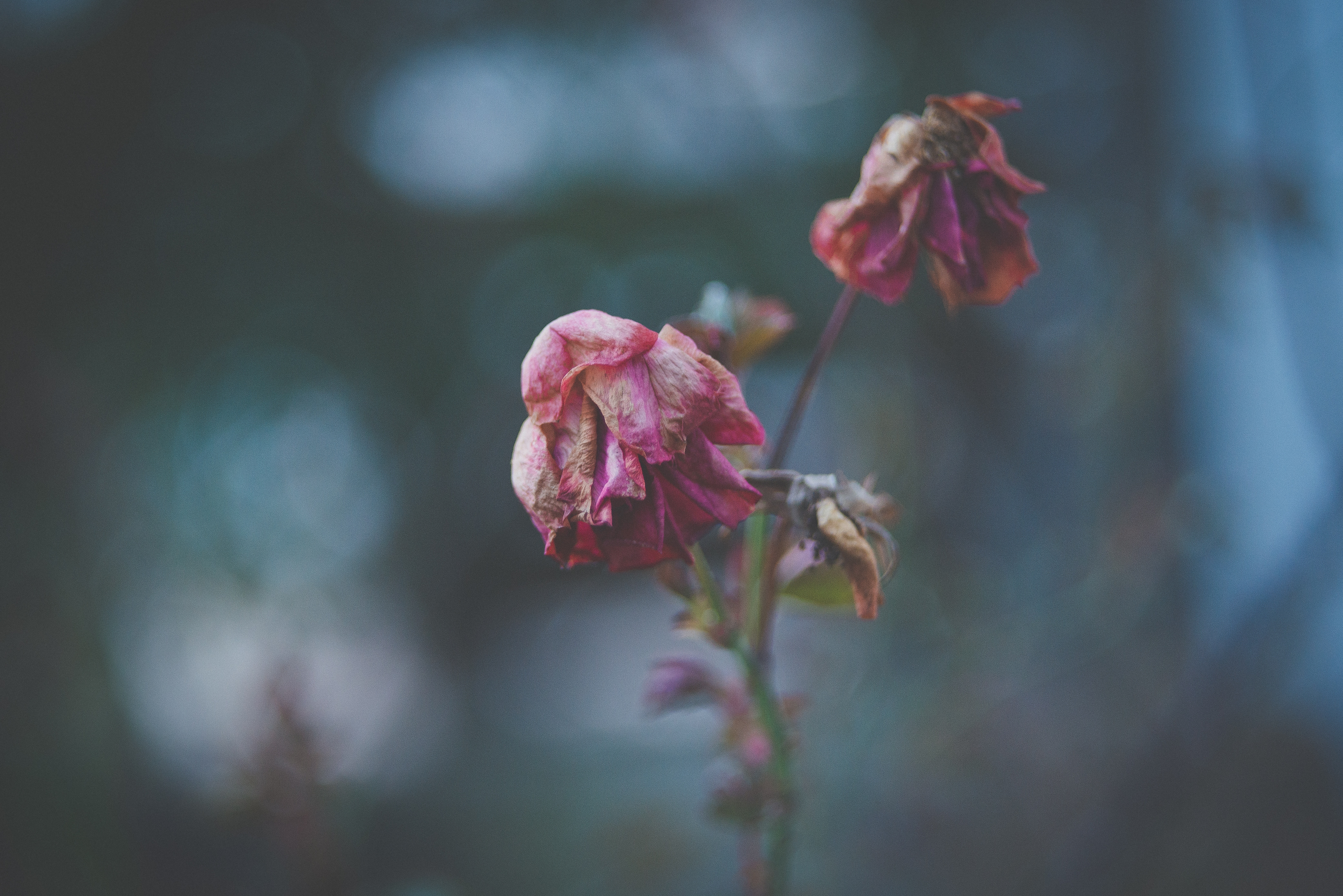 withering roses